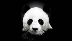 PANDA币发行量及价值揭秘